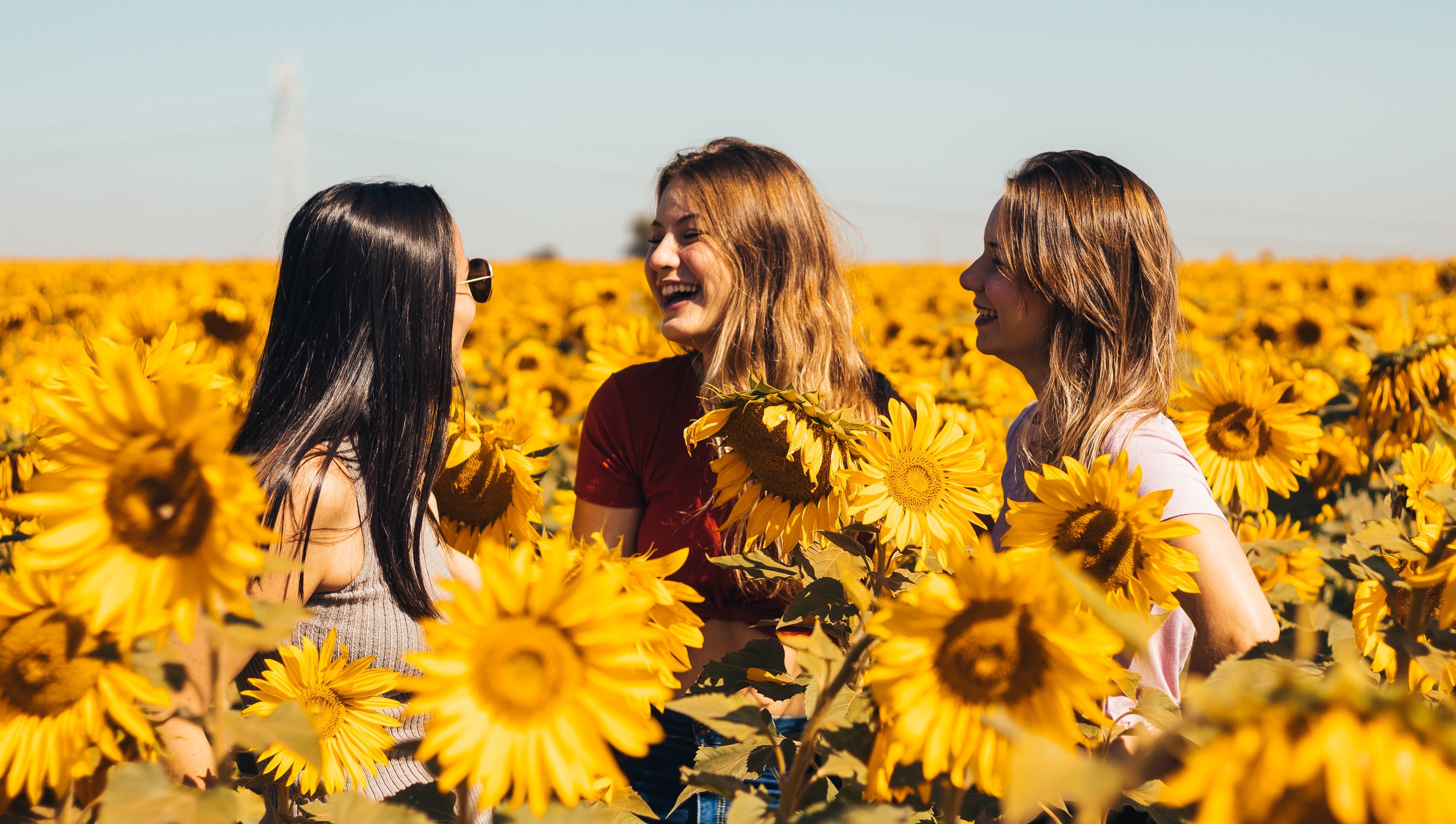 young women laughing in a sunflower field