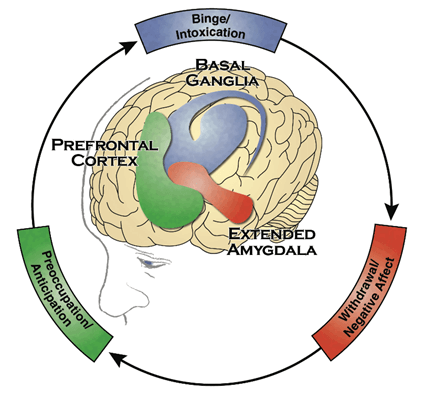 The cycle of substance use on the brain